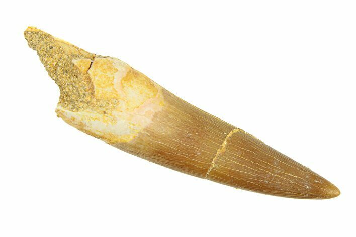 Fossil Plesiosaur (Zarafasaura) Tooth - Morocco #293225